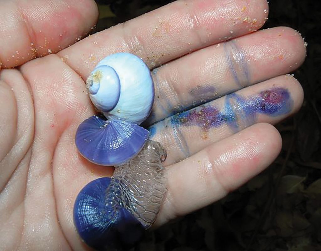 Фаллоимитатор Осьминог