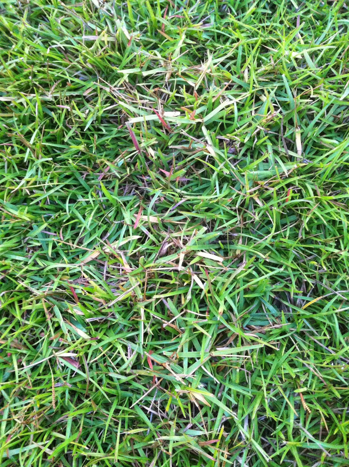 Torpedo Grass Control July 2014 Update