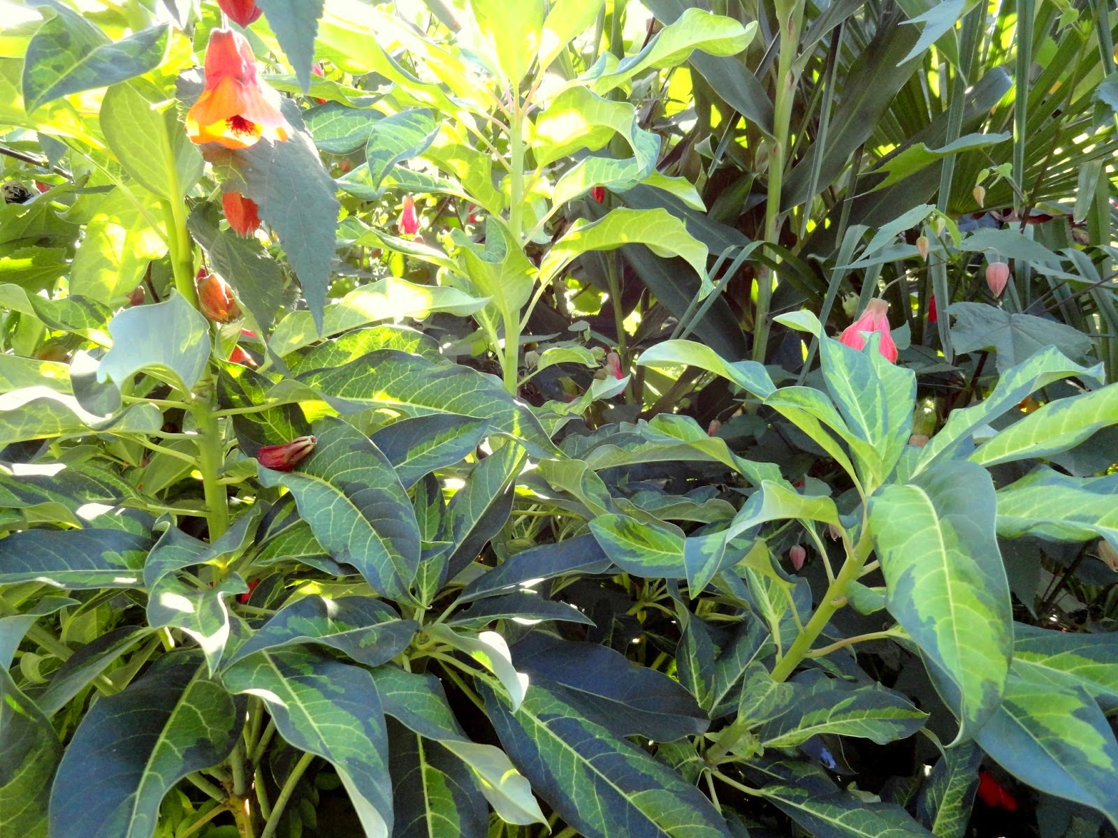 Growth Habits And Progress Of Six Pittosporum Tenuifolium Selections