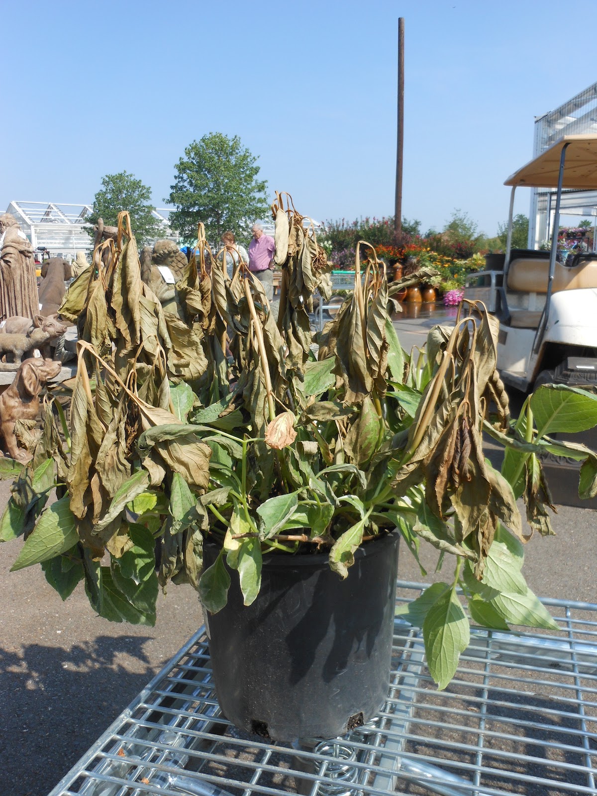 Hydrangea Vanille Fraise Jpg Hydrangea Wallpaper