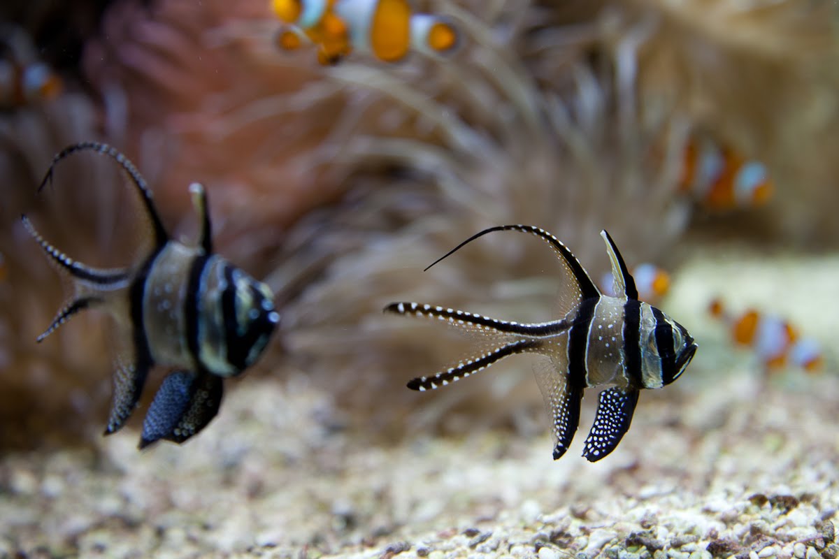 Square Aquarium Tanks