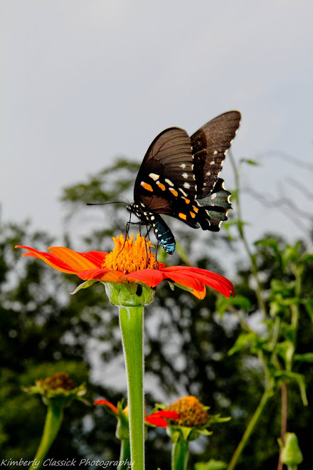 Butterfly Sanctuary