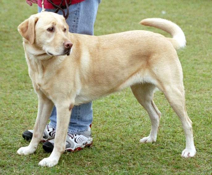Dogs Info Labrador Retriever Temperament