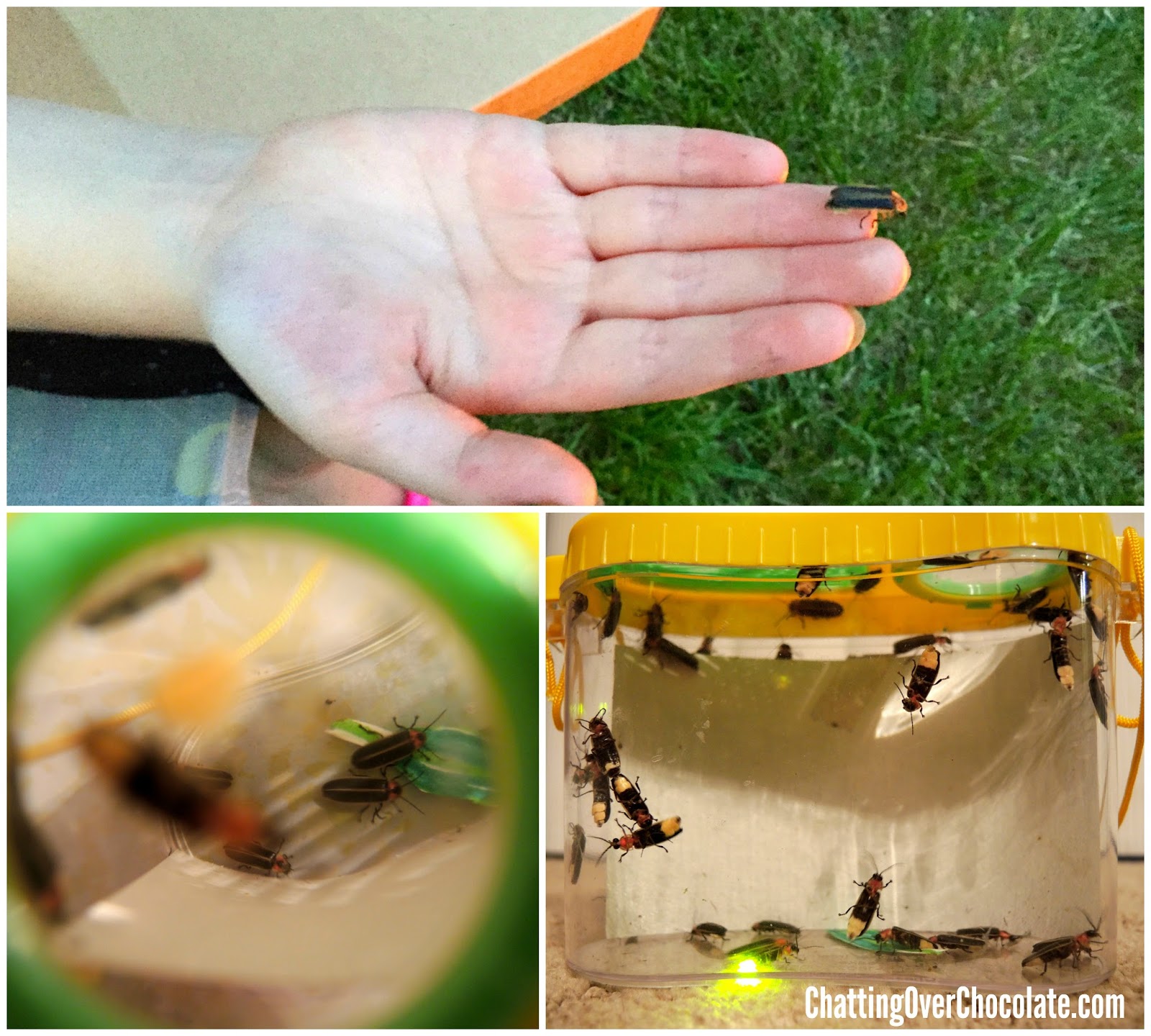 catching lightning bugs catching lightning bugs
