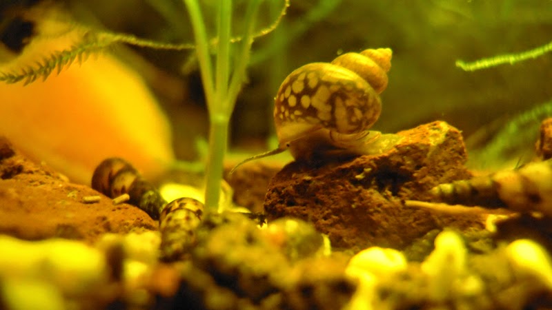 ACQUARIO NATURALE Bithynia tentaculata e Bithynia leachii