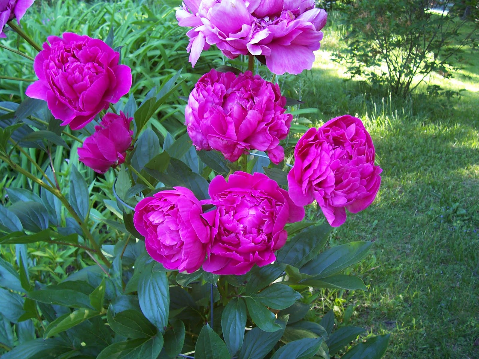Garden Beauty Beautiful Blooming Peonies on May 30