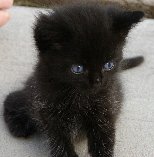 Black Fluffy Kitten Baby Cat Image | Cute Baby Wallpapers
