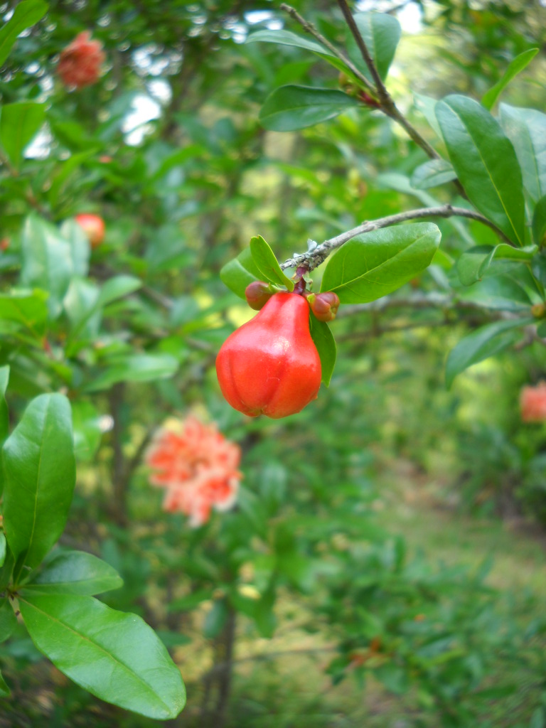 Secrets of a Seed Scatterer: Pomegranate: Madame Legrelle ornamental
