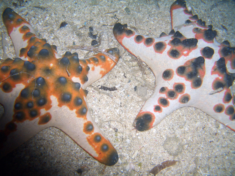 Meet the Chocolate Chip Starfish and Its Unusual Relatives
