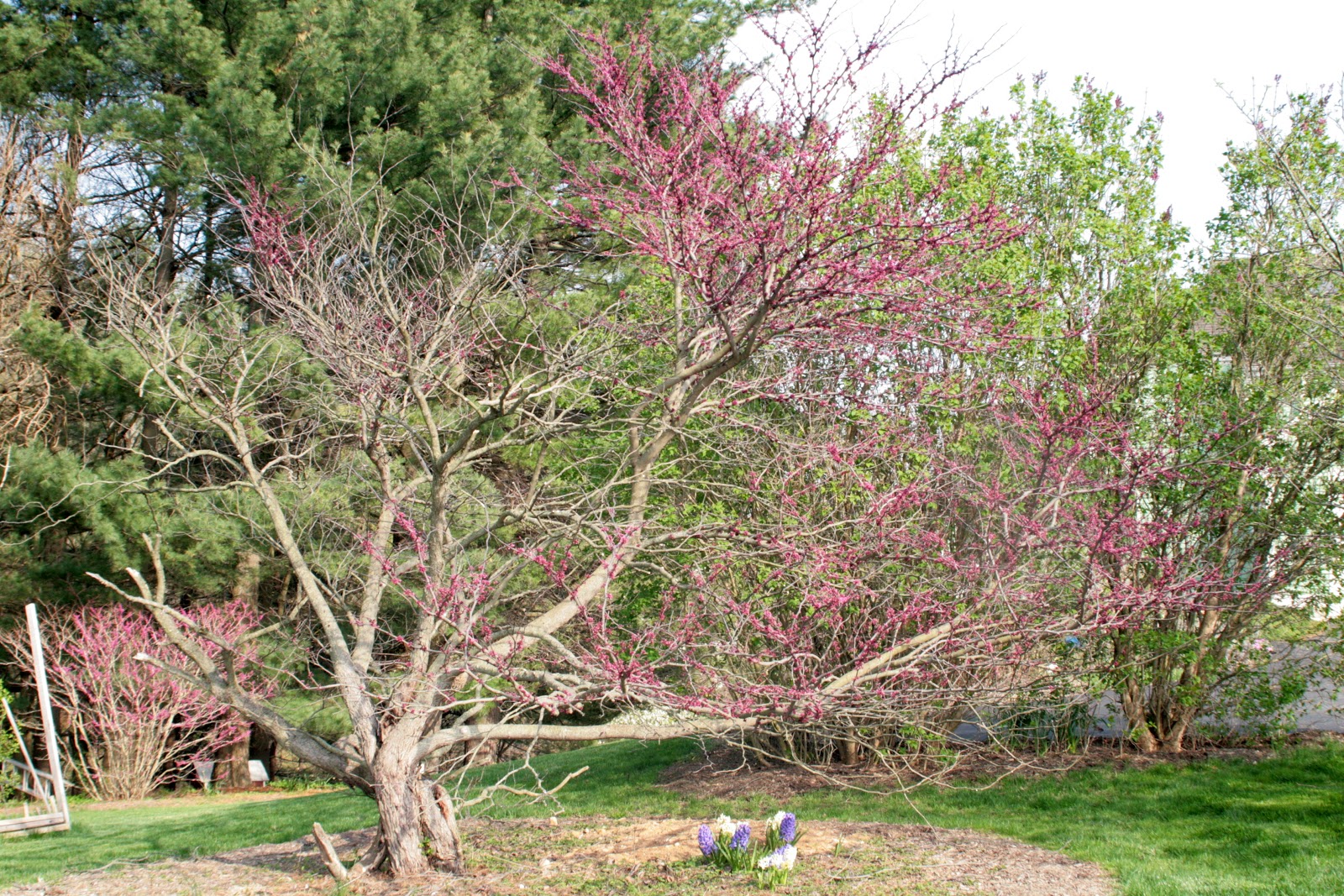 When Do Redbud Trees Start Blooming - Redbud Tree Deutsch