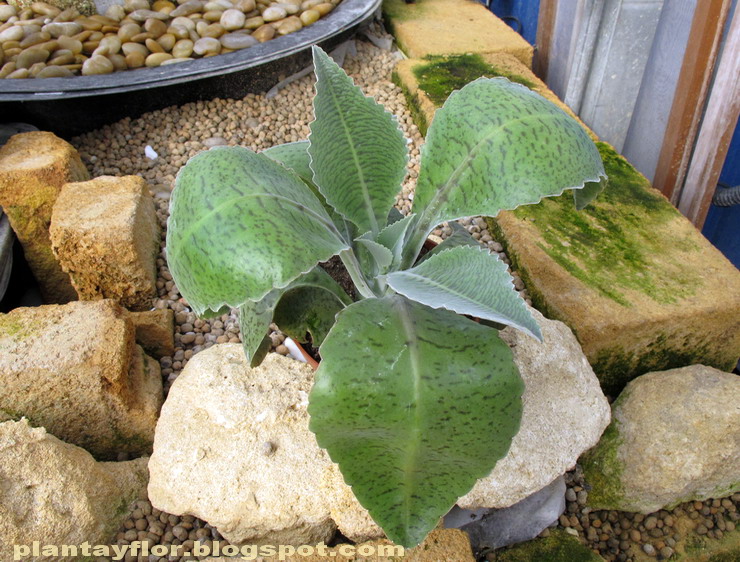 Plantas y flores Kalanchoe gastonisbonnieri