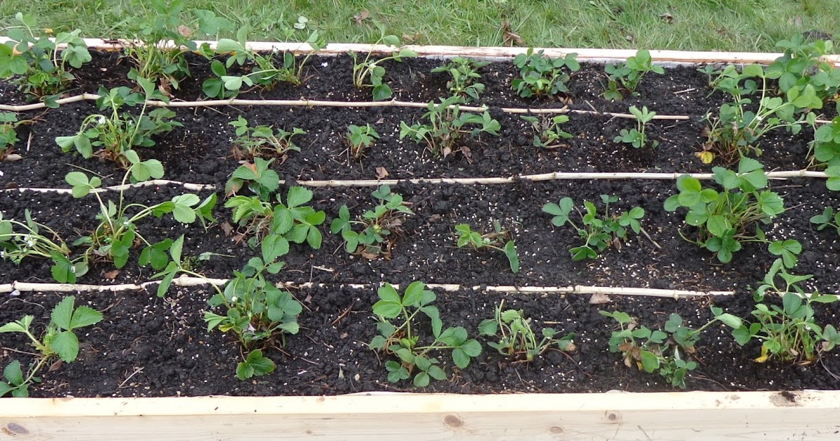 Growing Greener in the Pacific Northwest Strawberry Raised Bed