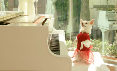 Chihuahua plays the piano