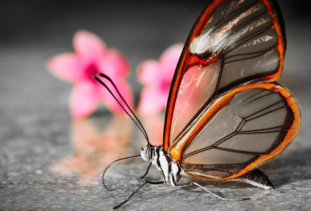 mariposas de alas transparentes