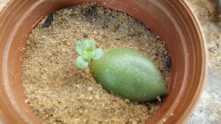  reprodução desta planta suculenta