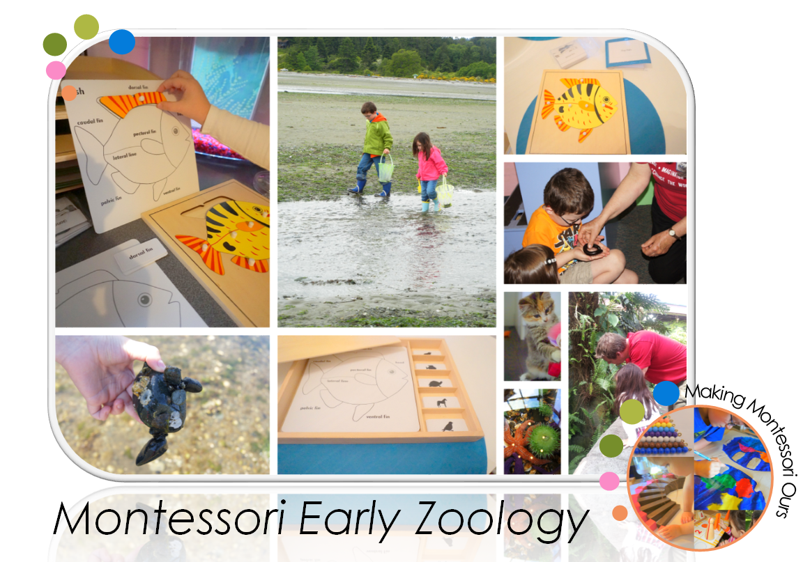 Montessori Early Zoology "Making Montessori Ours"