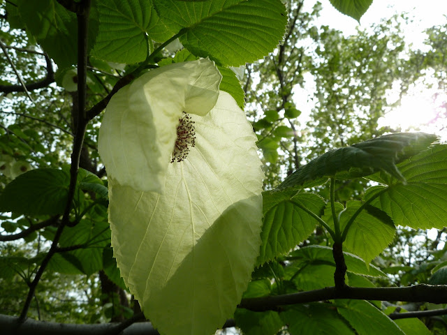 Davidia involucrata bloom at Brooklyn Botanic