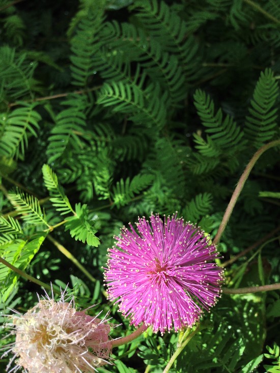 THE FAE WINGS How to Attract Beneficial Fairies to your Garden
