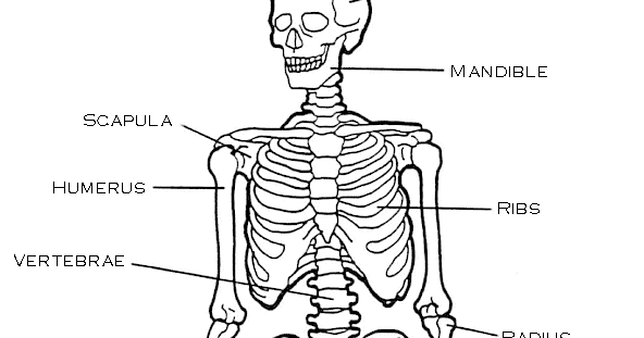 Human Anatomy Diagram 031912» Vector Clip Art - Free Clip Art Images
