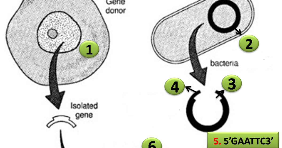 Diagram Quiz on Steps in DNA or rDNA technology Biology Multiple Choice Quizzes