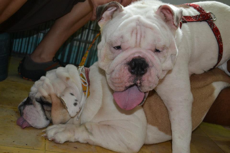 Bullfog sex photo