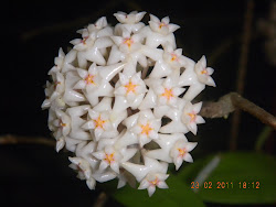 Hoya Elliptica