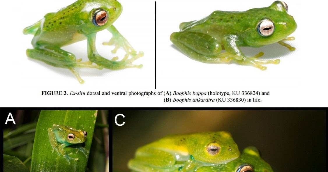 Species New to Science [Herpetology • 2015] Boophis boppa • A New