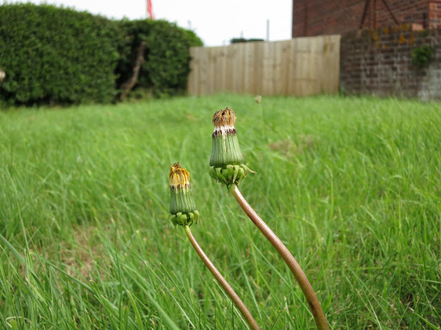 Dandelion after its flowers have ended in an area of uncut grass