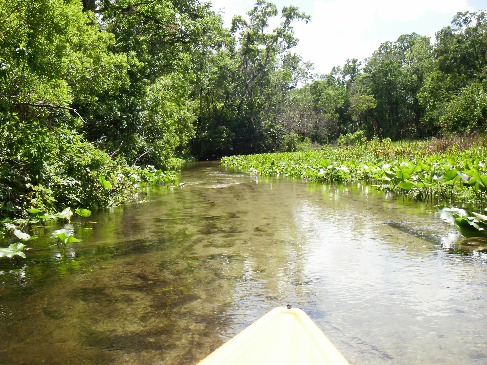 Kayaking Wekiva River & Rock Springs Run with Gators! When 140