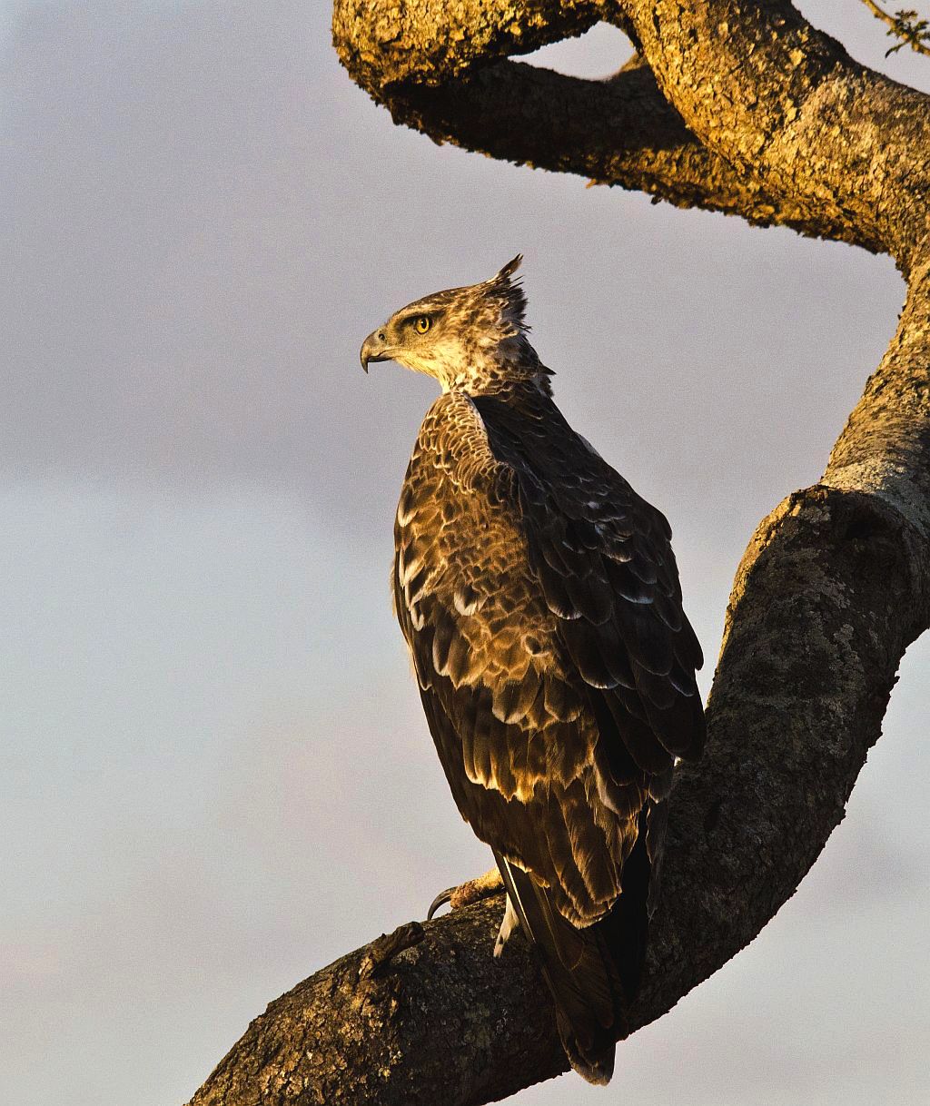 Elsen Karstad's 'PicADay Kenya' Martial Eagle, Nairobi Park Kenya