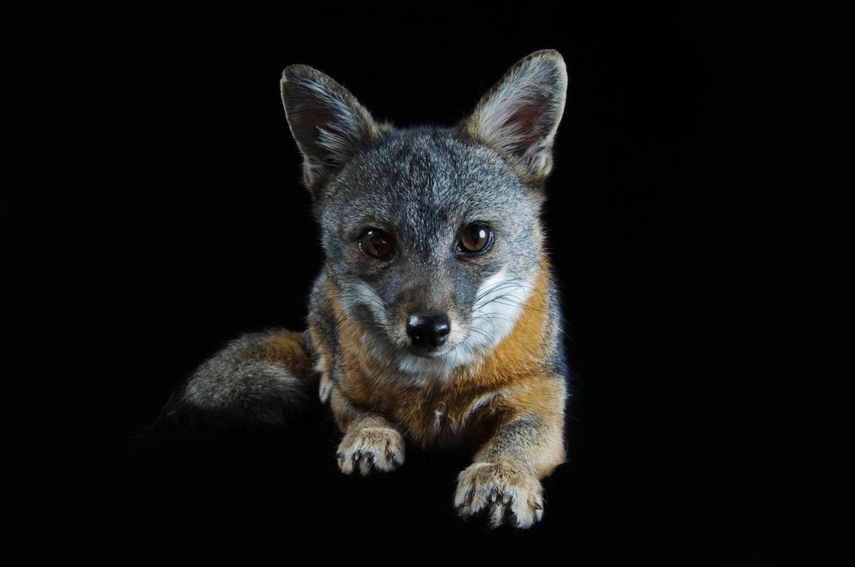 Let S Draw Endangered Species Channel Island Fox