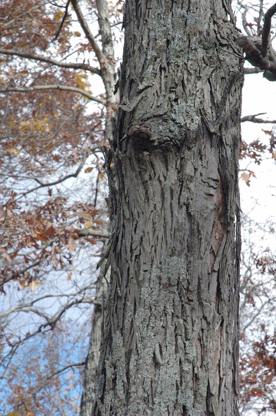 Field Biology in Southeastern Ohio Hickories of Ohio