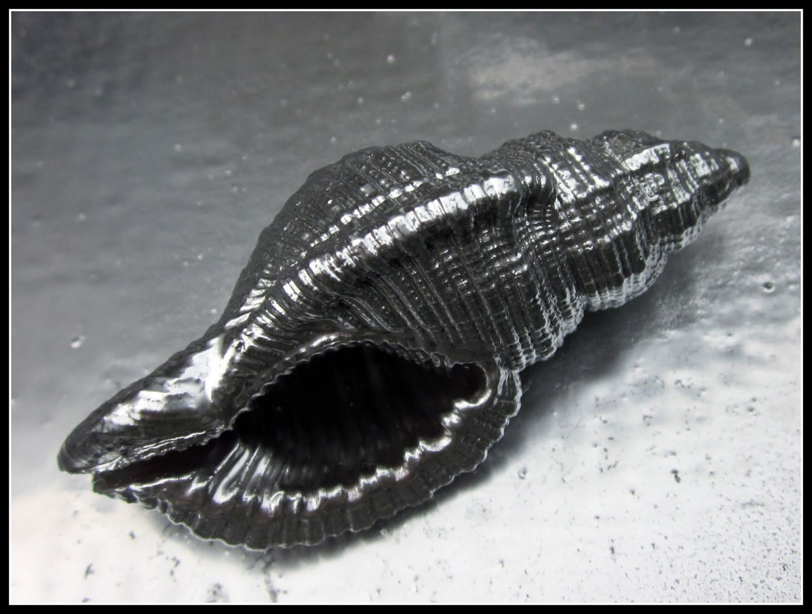 homeroad Susan's Shiny Sea Shells