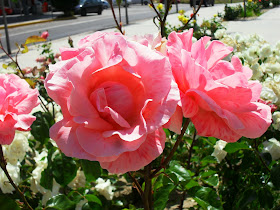 ARTE Y JARDINERÍA : EL JARDÍN DE ROSAS