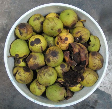 Day In & Day Out: Studio series: Natural dyeing with black walnuts I