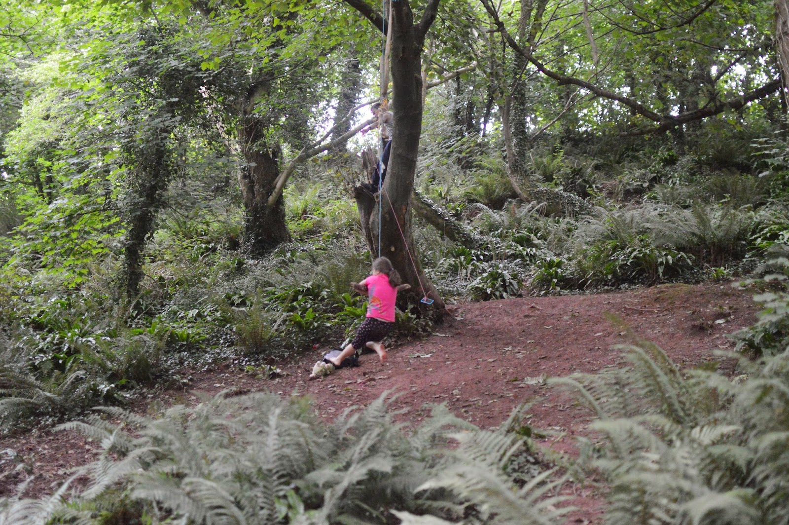 A Woodland Walk Castle Pill Woods Diary of the EvansCrittens