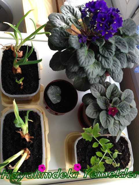 evde Afrika menekşeleri