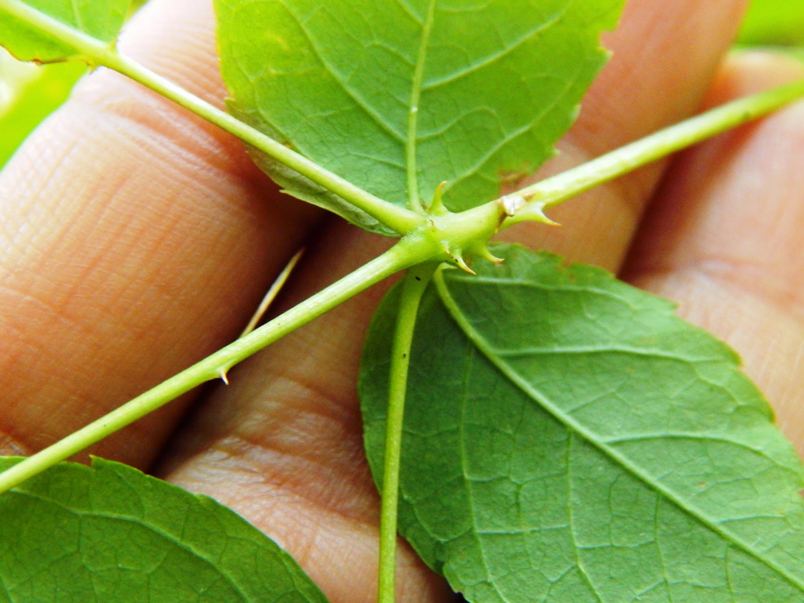 Capital Naturalist by Alonso Abugattas The Devil's Walkingstick