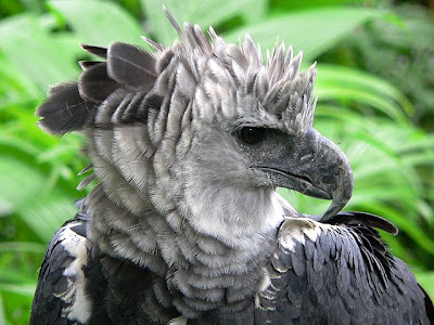 Harpy Eagle Photos 3