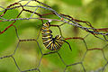 Monarch butterfly caterpillar