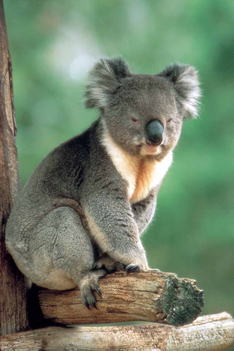 how are koalas endangered