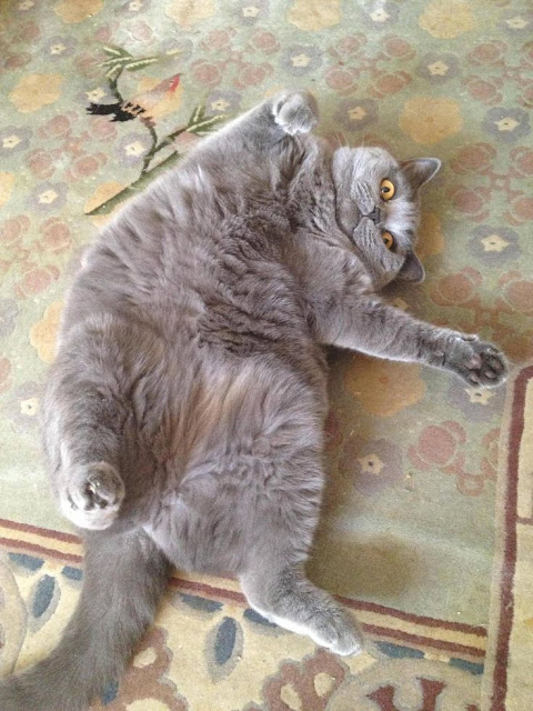 Top 5 Amazingly Fat Cats