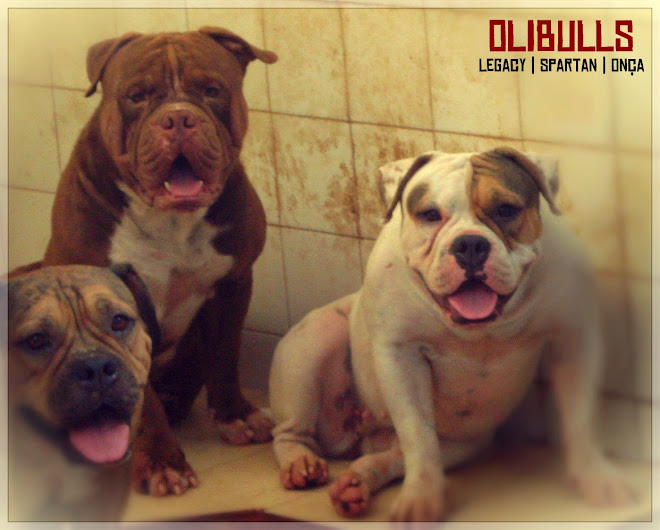 Olibulls