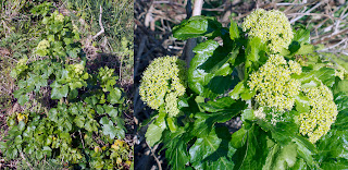 Alexanders (Smyrnium olusatrum) whole plant and close-up of flower heads