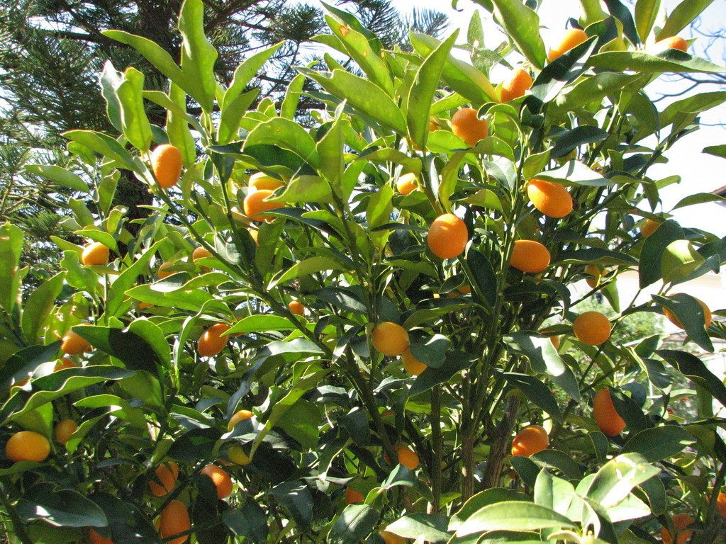 grEAT kumquat