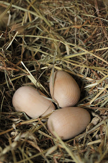 Makin' it with Frankie: Raising Ducks: Building a Nest Box