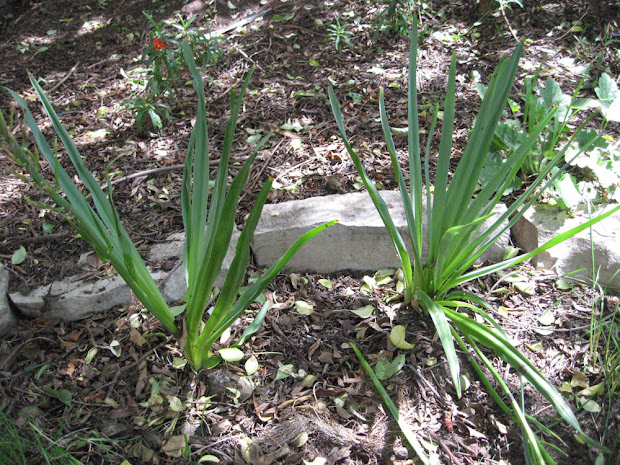 bulb plant with long green leaves