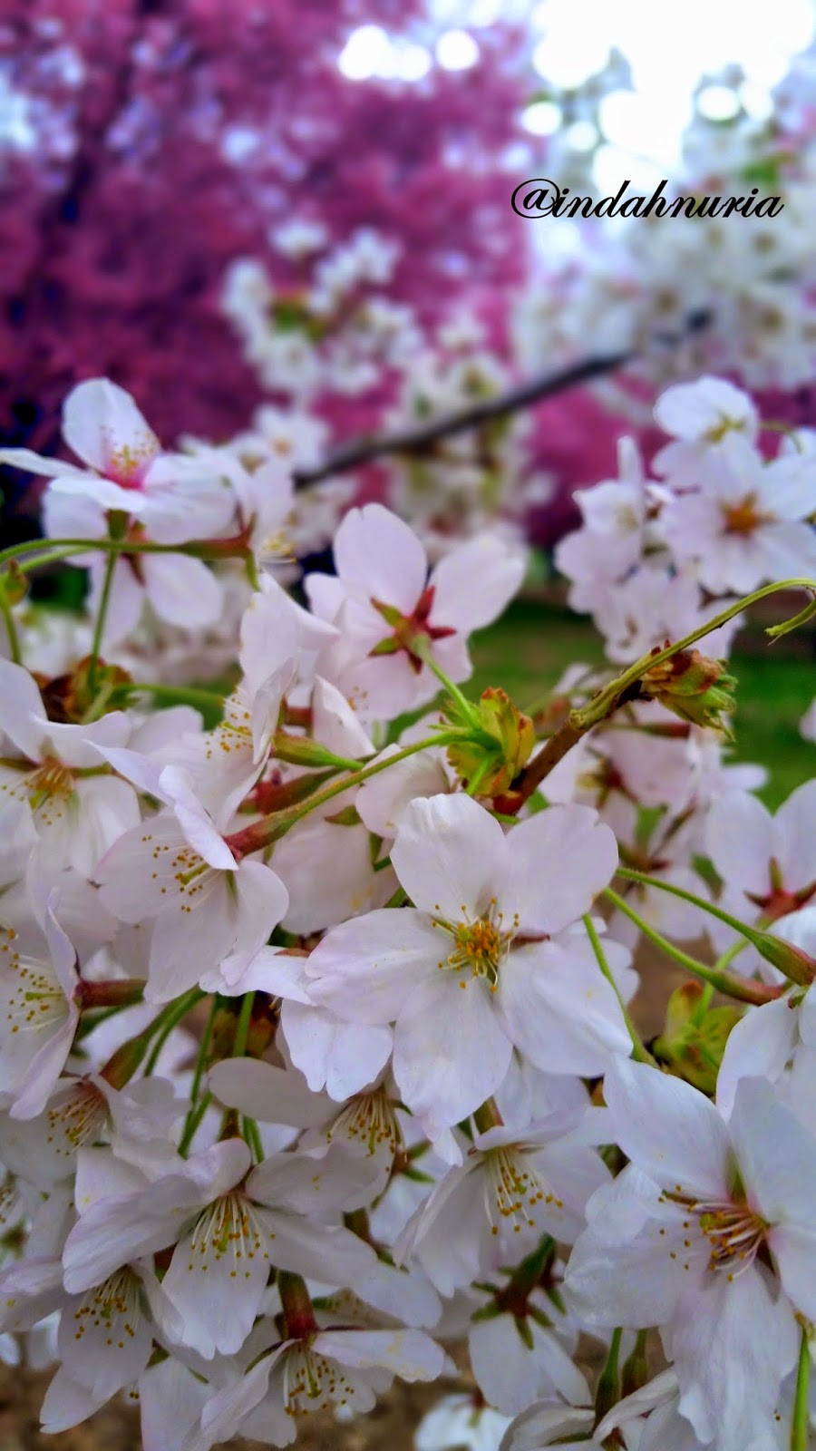 My Purple World Cherry Blossoms at Corona Park, Flushing Meadows, Queens