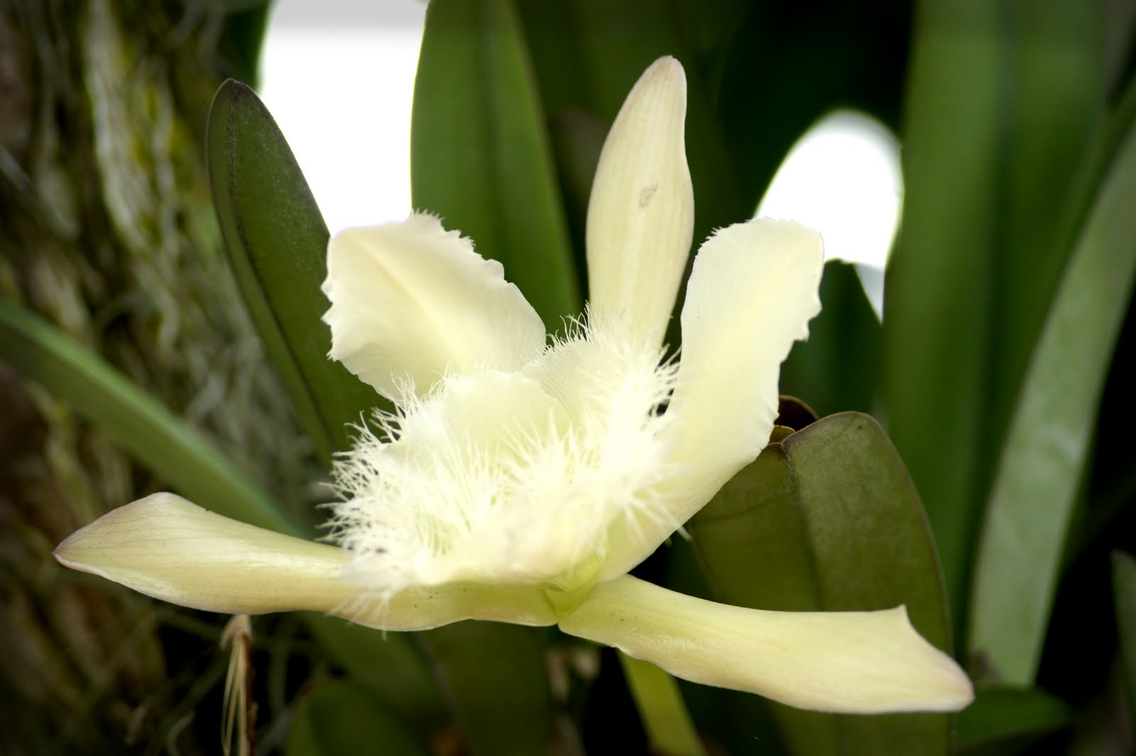 HONDURAS POR MATEO FLOR NACIONAL DE HONDURAS