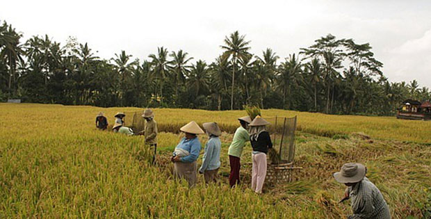 Pertanian Desa Tondowulan